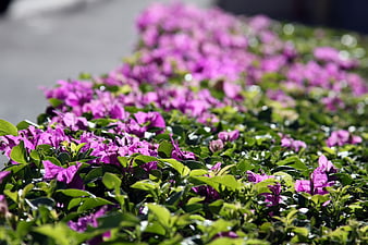 Vibrant Purple Bougainvillea Flowers in Garden Bed