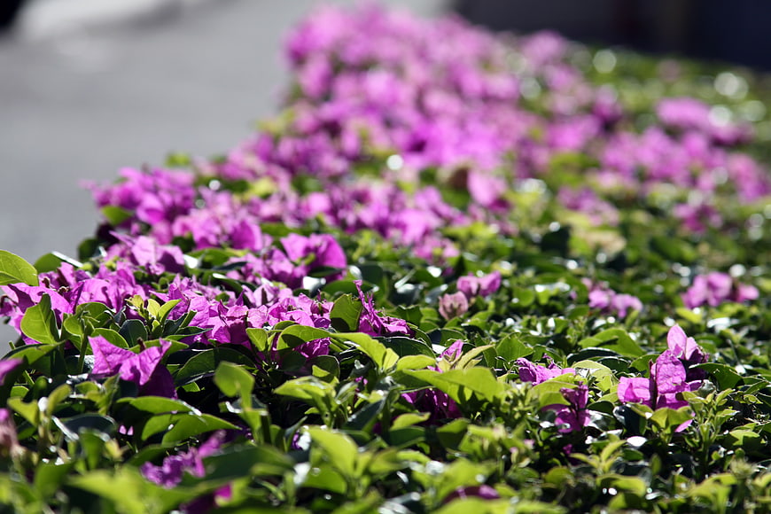 Vibrant Purple Bougainvillea Flowers in Garden Bed