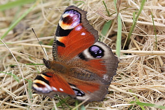 Peacock Butterfly on Dry Grass