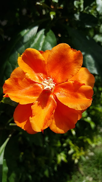 Vibrant Orange Hibiscus Flower in Sunlight