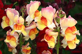 Close-up of colorful snapdragon flowers in a garden