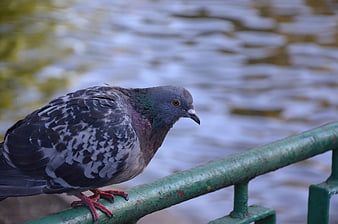 Close-up of a pigeon perched on a green railing by water