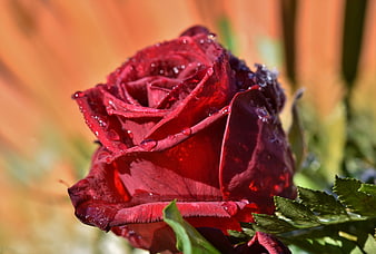 Close-up of a deep red rose with water droplets on petals