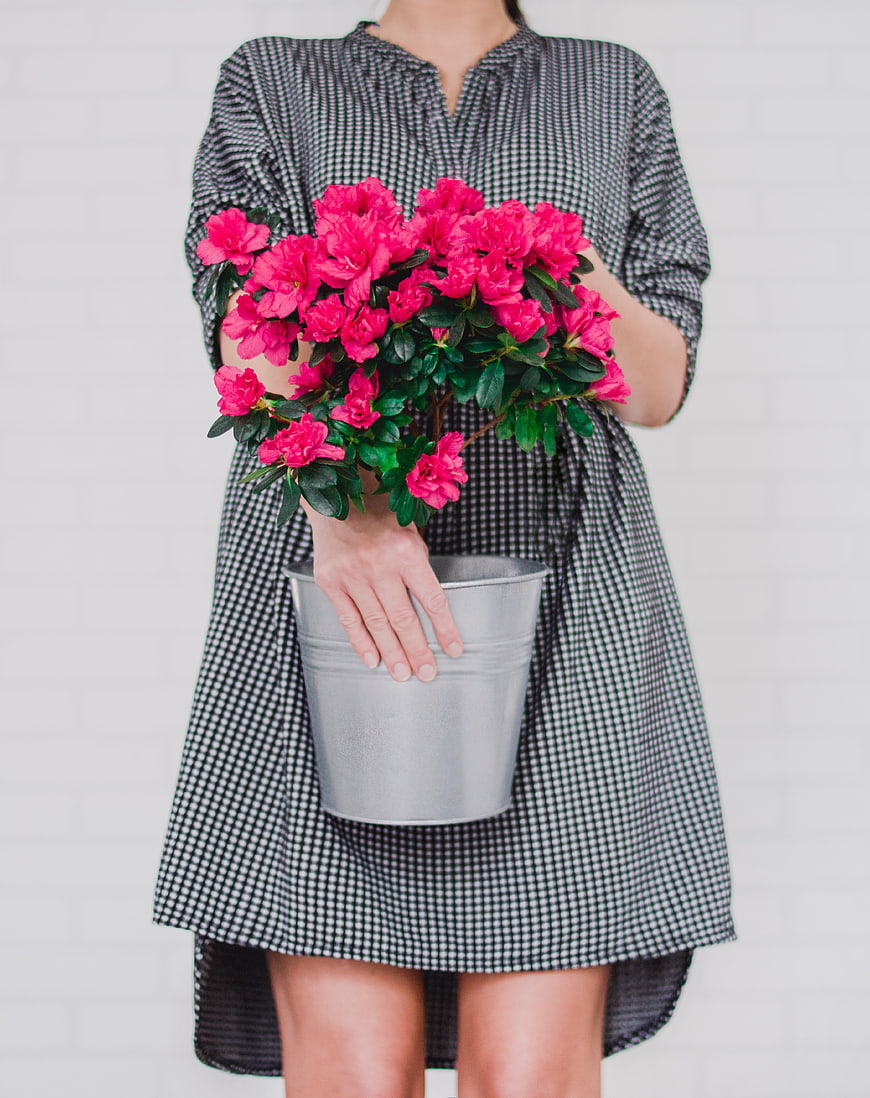 Woman in Checkered Dress Holding Pink Azaleas in Metal Bucket