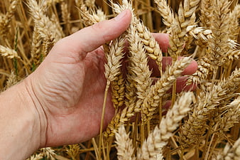 Hand holding ripe wheat ears in golden field