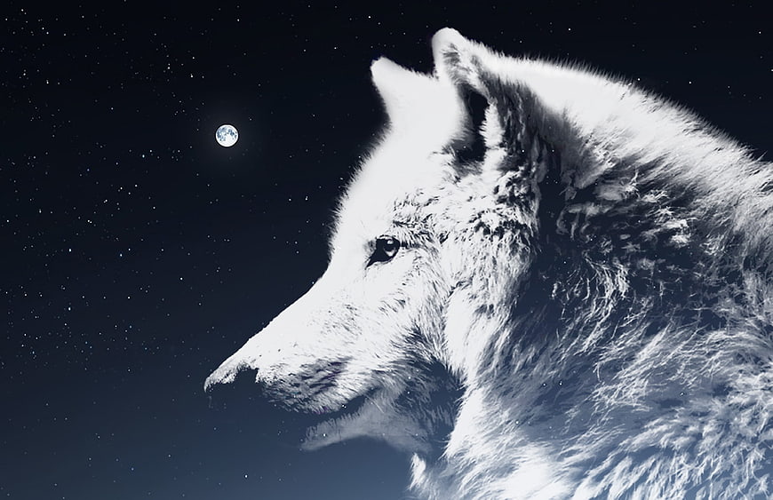 White Wolf Profile Against Starry Night Sky and Moon