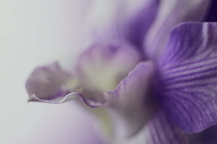 Close-up of purple orchid petal with soft focus