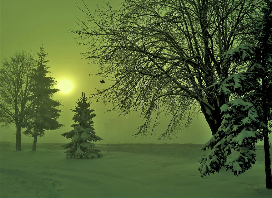 Snowy winter landscape with green tint and bare trees