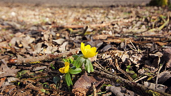 Yellow Winter Aconite Flowers Blooming on Forest Floor