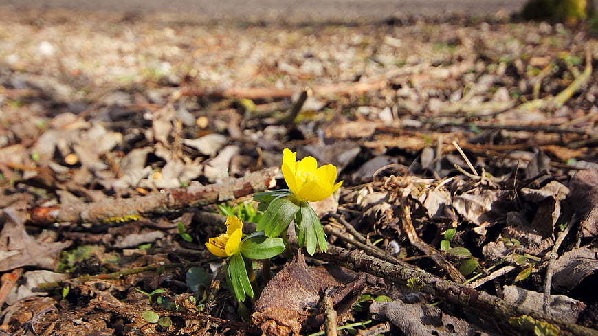 Yellow Winter Aconite Flowers Blooming on Forest Floor