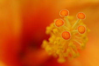 Macro Close-Up of Orange Flower Stamen and Pollen