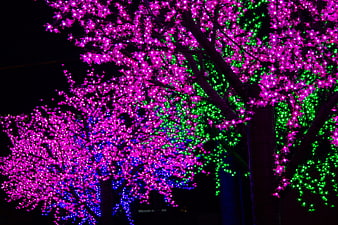 Vibrant Pink and Green LED Trees at Night