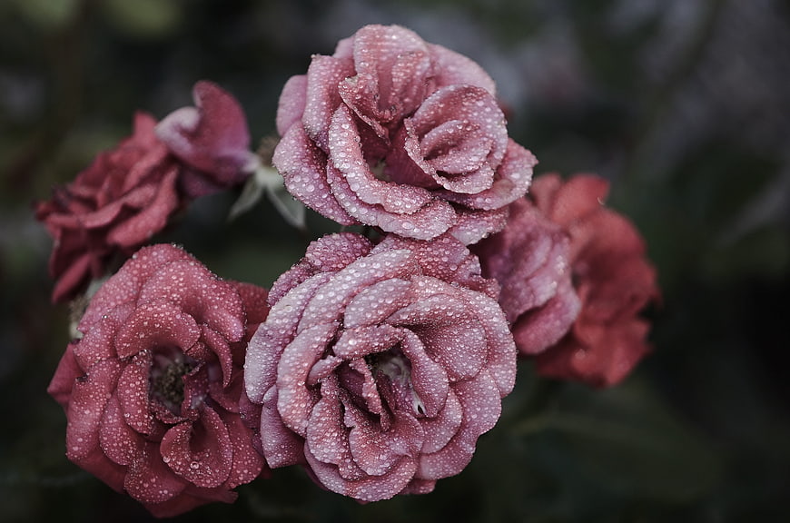Close-up of pink roses with dewdrops on petals