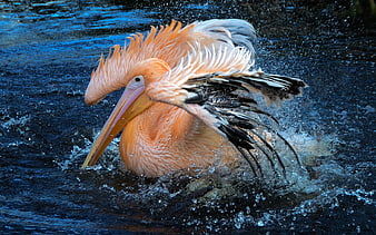 Pink Pelican Splashing in Blue Water