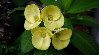 Close-up of yellow crown of thorns flowers with water droplets