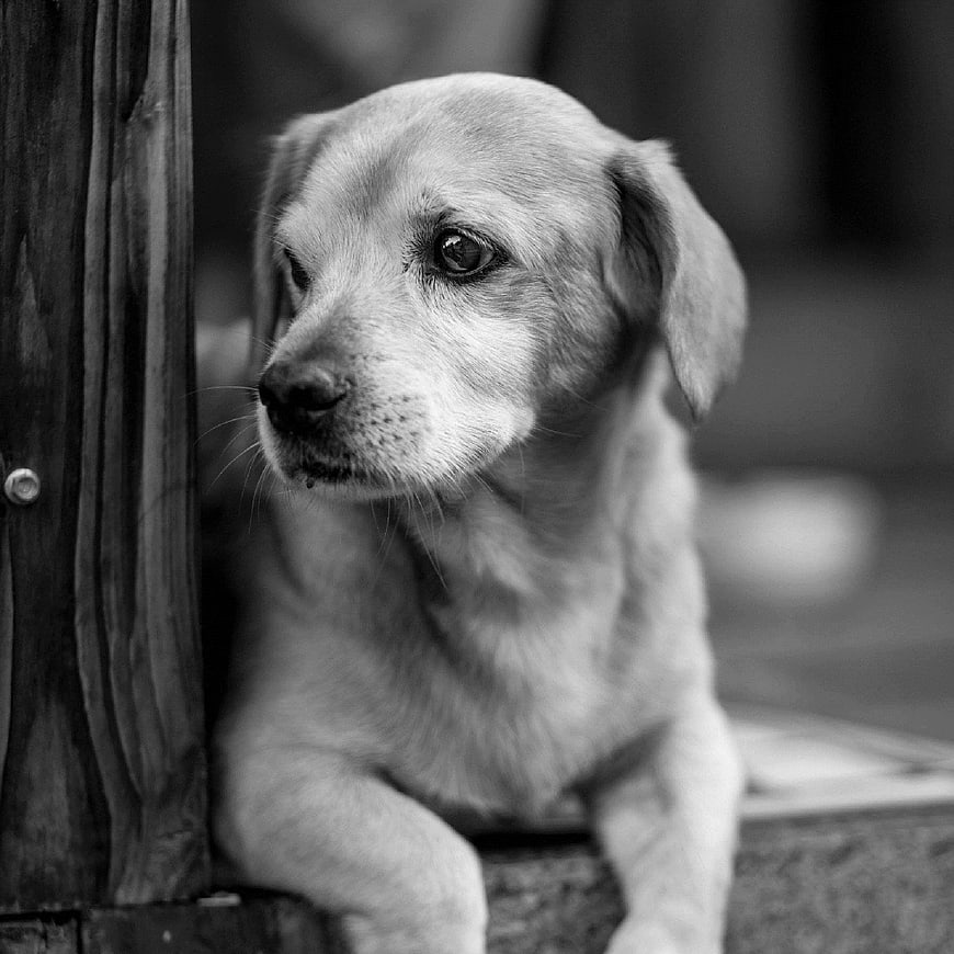 Sad Puppy Dog Looking Away in Black and White