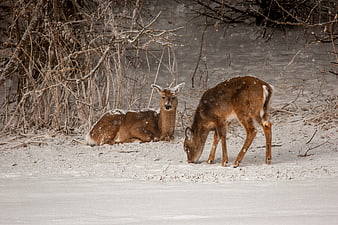 Two deer in snowy winter forest with falling snow