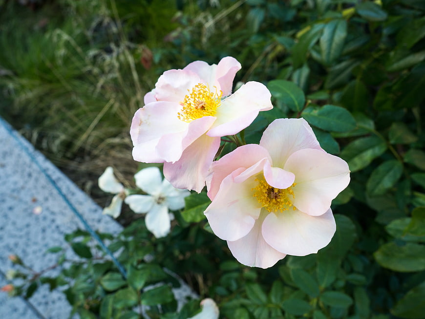 Pale Pink Roses with Yellow Stamens in Garden