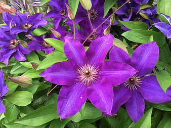 Vibrant Purple Clematis Flowers in Full Bloom