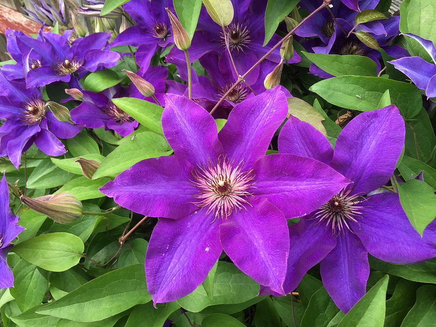 Vibrant Purple Clematis Flowers in Full Bloom