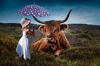 Little Girl Holding Purple Polka Dot Umbrella Over Highland Cow