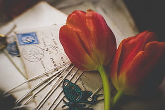 Vintage Red Tulips on Old Letter with Blue Butterfly