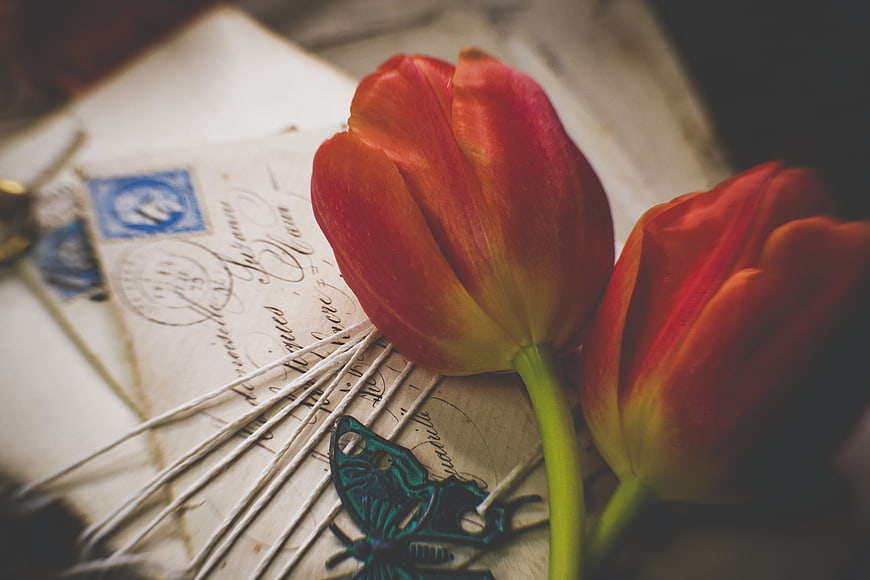 Vintage Red Tulips on Old Letter with Blue Butterfly