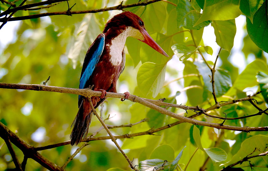 White-breasted Kingfisher Perched on Tree Branch