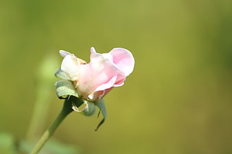 Delicate pink rosebud on soft green blurred background