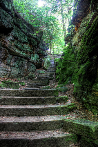 Mossy Stone Staircase Leading Through Lush Green Forest