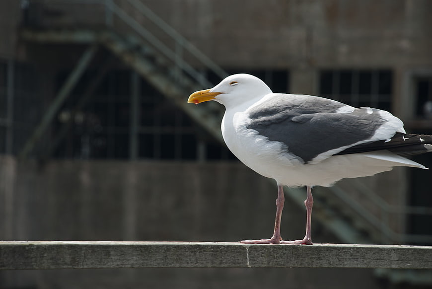 Seagull Standing on Wooden Beam with Blurred Background