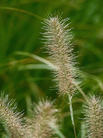 Close-up of fuzzy foxtail grass with dew drops