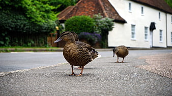 Brown Duck Walking on Village Road with Cottage Background