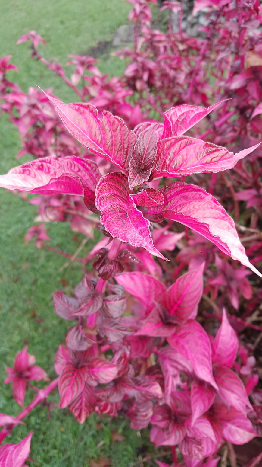 Vibrant Pink and Green Variegated Foliage Close-Up