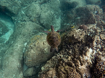 Hawksbill sea turtle swimming over coral reef underwater