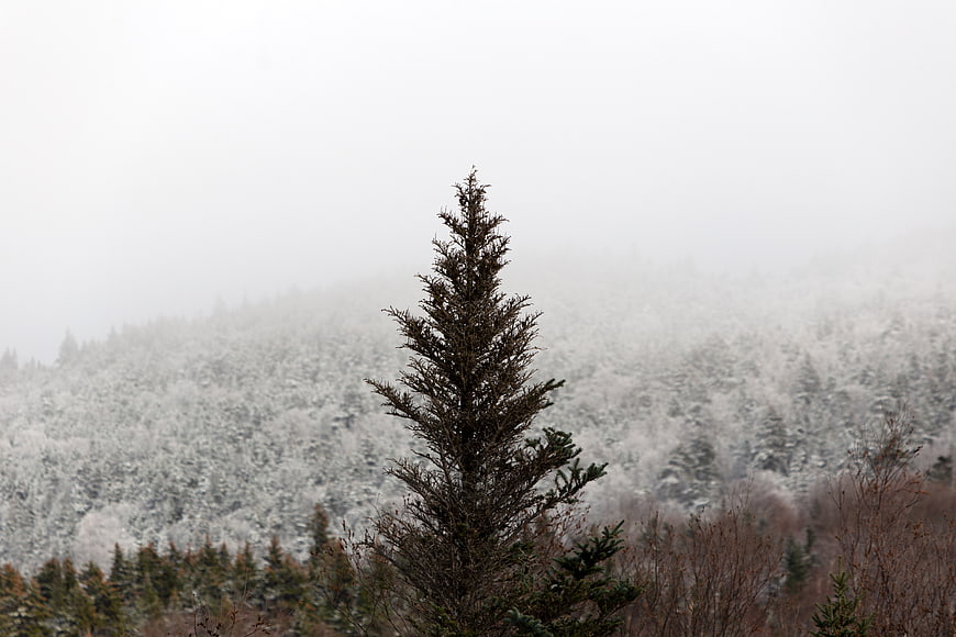 Lone Pine Tree in Foggy Winter Forest Landscape