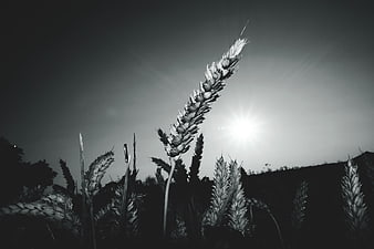 Black and white wheat stalks silhouetted against bright sun
