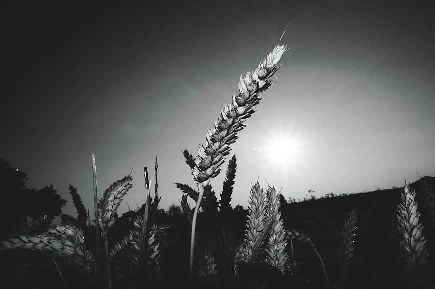 Black and white wheat stalks silhouetted against bright sun