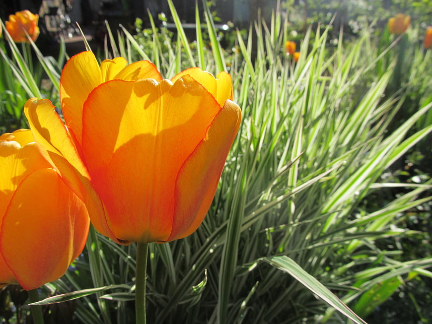 Vibrant Orange Tulips Blooming in Spring Garden