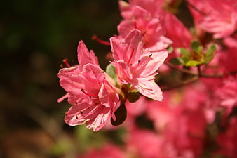 Close-up of vibrant pink azalea flowers in bloom