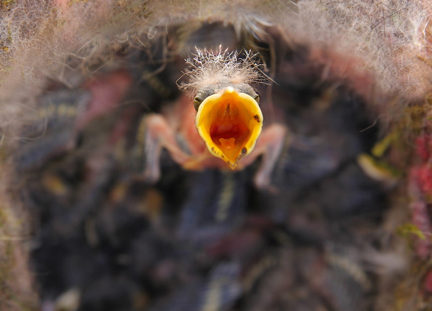 Close-up of hungry baby bird with open beak in nest