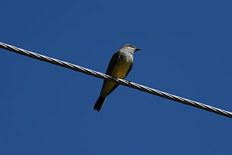 Small bird perched on wire against blue sky