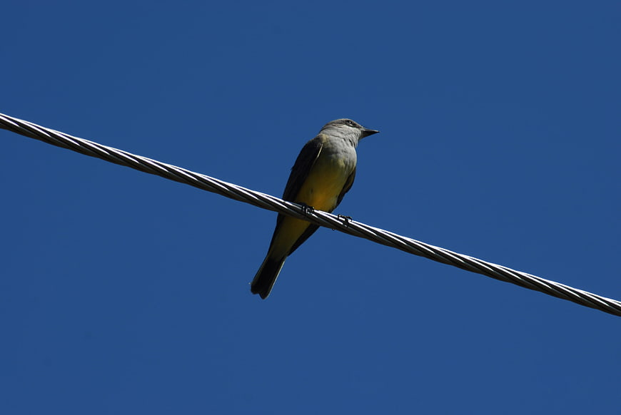 Small bird perched on wire against blue sky