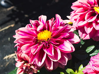 Vibrant Pink Dahlia Flowers in Sunlight