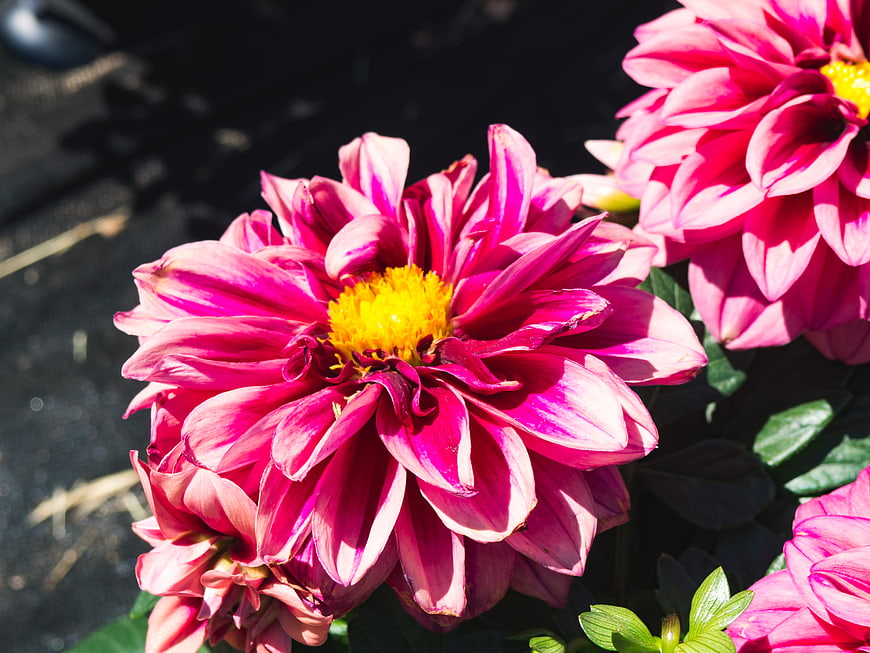 Vibrant Pink Dahlia Flowers in Sunlight