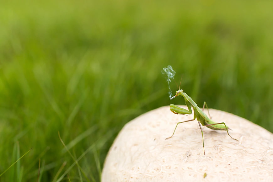 Funny Prank Mantis Smoking Cigarette on Mushroom