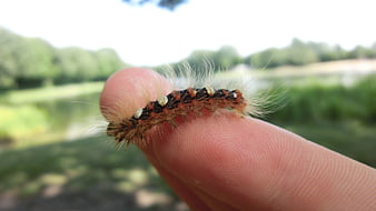 Macro close-up of a fuzzy caterpillar on a human finger