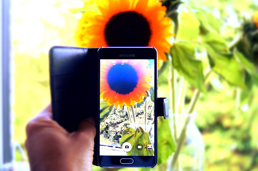 Hand holding smartphone taking photo of sunflower