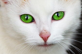 Close-up portrait of a white cat with striking green eyes