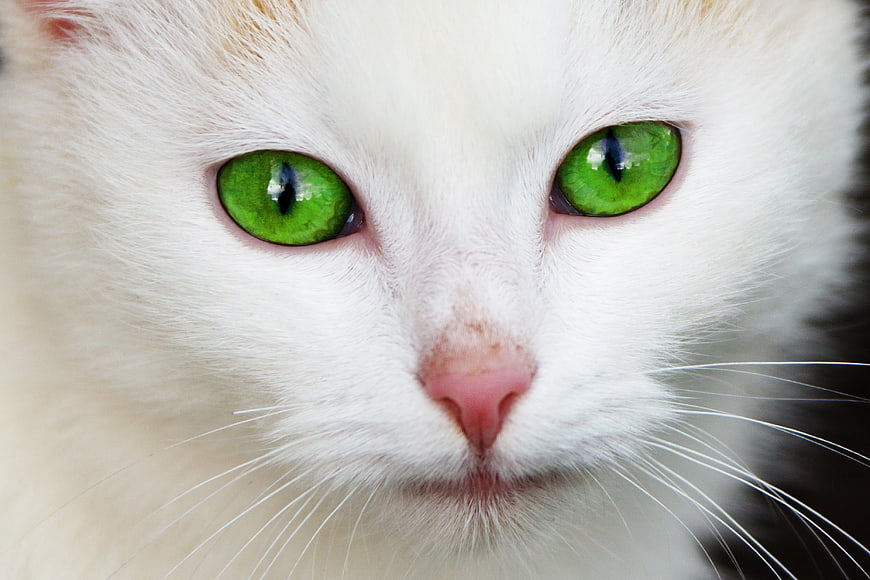 Close-up portrait of a white cat with striking green eyes